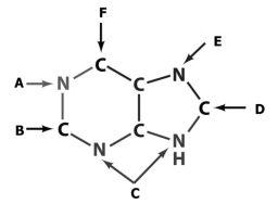 Ribonecleotides   Using the diagram above,answer questions 43 - 45.C may be used to represent either or both of the atoms labeled C. -Glycine contributes to the ring at position _____. A) A B) B C) C D) D E) E
