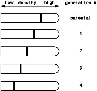 Suppose Meselson & Stahl had observed the following data in their famous experiment involving a switch from medium containing 15N to 14N.What would they have concluded about the nature of DNA replication?   A) They still would have concluded that DNA replication is semiconservative. B) They would have concluded that DNA replication is conservative. C) They would have concluded that DNA replication is dispersive/random. D) None of the above is correct. E) Cannot be determined with the information given.