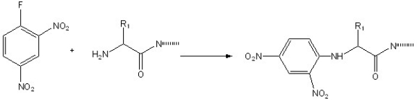 Before Edman degradation, Fredrick Sanger developed the first method to analyze the N-terminal amino acid of a protein using 2,4-dinitrofluorobenzene in the following reaction. Propose a mechanism for this reaction.  