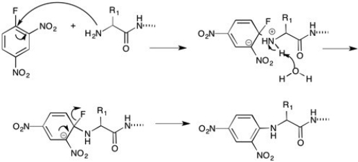 Classic Nucleophilic Aromatic Substitution reaction.  