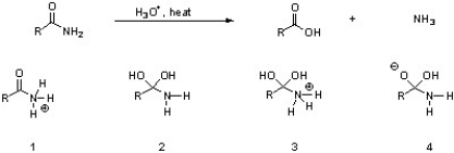 Which of the following are intermediates in the acid hydrolysis of an amide?   A)  1 B)  2 C)  2 & 3 D)  4 E)  1, 2, & 3