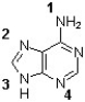 Which of the following nitrogens of adenine connects to ribose to form a nucleoside?   A)  1 B)  2 C)  3 D)  4