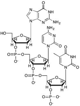 Which structure shows the 3 residue segment of DNA with the following sequence: (3' end)  GAT (5' end) ? A)    B)    C)    D)   