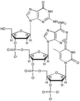 Which structure shows the 3 residue segment of DNA with the following sequence: (3' end)  GAT (5' end) ? A)    B)    C)    D)   