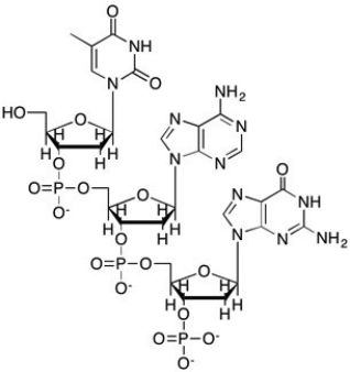 Which structure shows the 3 residue segment of DNA with the following sequence: (3' end)  GAT (5' end) ? A)    B)    C)    D)   