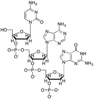 Which structure shows the 3 residue segment of DNA with the following sequence: (3' end)  GAT (5' end) ? A)    B)    C)    D)   