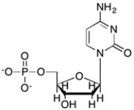 Which structure is deoxycytidine monophosphate? A)    B)    C)    D)   