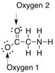 The formal charge on the oxygens in the compound below are ________.   A)  Oxygen 1: 0, Oxygen 2: 0 B)  Oxygen 1: -1, Oxygen 2: 0 C)  Oxygen 1: 0, Oxygen 2: -1 D)  Oxygen 1: +1, Oxygen 2: 0 E)  Oxygen 1: -1, Oxygen 2: -1