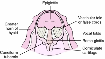 Which of the following labeled structures identifies the vocal cords?   A) A B) B C) C D) D