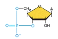 The identity of the following molecule is A) galactose. B) lactose. C) glucose. D) cAMP. E) heparin.  