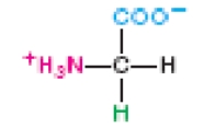 Identify the amino acid in the following figure. A) alanine B) valine C) glycine D) leucine E) serine  
