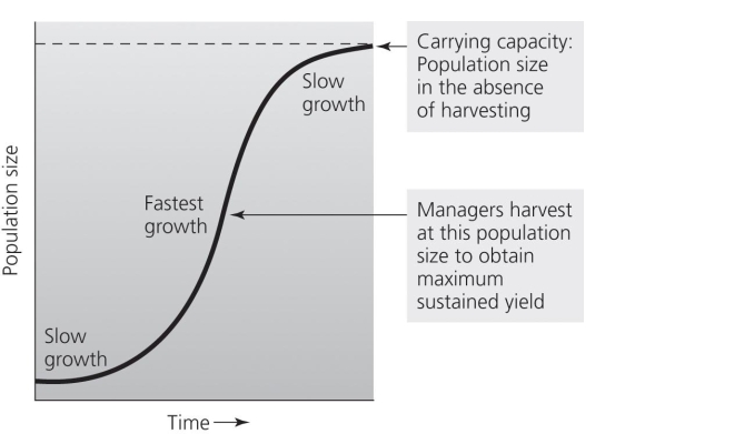<strong>Use the accompanying figure to answer the following questions. Forest resource managers generally aim to maintain a resource population at the level where it .</strong> A)best protects habitat B)best protects predators C)has stabilized at the carrying capacity D)delivers the maximum sustainable timber yield E)is just above the level it needs to be at to prevent dieback of the population
