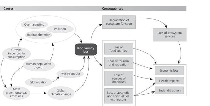 Use the accompanying figure to answer the following questions.   -There would be less loss of aesthetic and spiritual ties with nature if we ______________ A) do nothing to slow global climate change B) decreased the rate of habitat alteration and destruction C) accelerated globalization D) had more per capita consumption E) increased the rate of harvesting economically important species