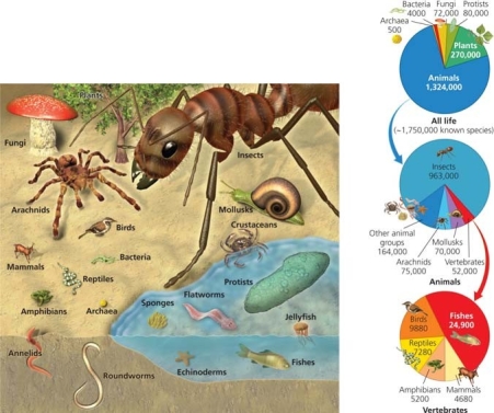   Use the figure above to answer the following question -Loss of aesthetic and spiritual ties with nature would be less if we ________________. A)  decreased the rate of habitat alteration and destruction B)  accelerated globalization C)  do nothing to slow global climate change D)  had more per capita consumption E)  increased the rate of harvesting economically important species