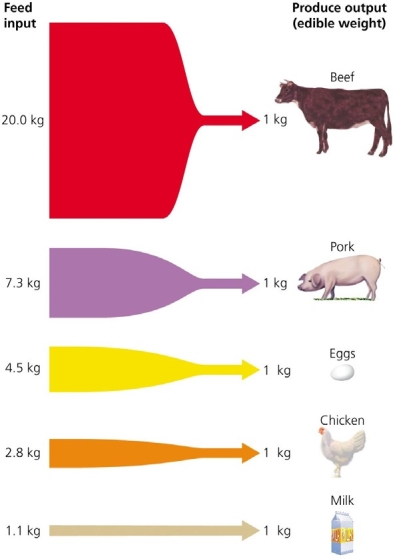   Use the figure above to answer the following question. -Based on the information in the figure, you decide to make changes in your diet to diminish your ecological footprint (the environmental impact of your food choices)  by _____________. A)  shifting your protein intake to young cows and pigs to reduce resource consumption B)  eliminating all protein from your diet C)  shifting your protein intake from beef and pork to eggs and dairy products D)  shifting your protein intake from eggs and dairy products to beef and pork E)  shifting to beef exclusively because of the large amount of meat from a single cow