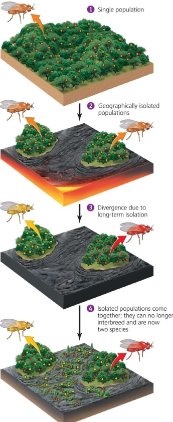    -Assuming the populations are of equal size, the length of time necessary for significant divergence to take place in the populations depends on _____________ A)  the rapid restoration of contact between the two populations B)  the kinds of mutations in the populations and the similarity of the two isolated habitats C)  the absence of natural selection D)  the area of the two mountain habitats E)  how quickly the squirrels learn to swim between the two habitats