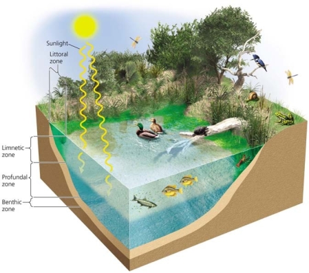  Use the figure above to answer the following question -The pair of mallard ducks in the figure eats floating plants such as duckweed, seeds of shoreline plants, and very small organisms at or near the surface. They would be most affected by any change to the __________________. A)  limnetic or profundal zones B)  littoral or limnetic zones C)  limnetic or benthic zones D)  littoral or benthic zones E)  littoral or profundal zones