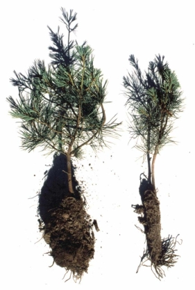   -Examine the differences between the plant on the left and the plant on the right.Which of the following represents a scientifically acceptable hypothesis about these plants? A) The plant on the left is taller and is has a much bushier root mass than the plant on the right. B) The plant on the left is 39.01mm taller and has 89.2% more needles than the plant on the right. C) Both plants were placed in the same greenhouse and received the same amount of sunlight and water. D) The plant on the left is taller and has more roots and needles because it has a root-fungus symbiosis missing on the plant on the right.