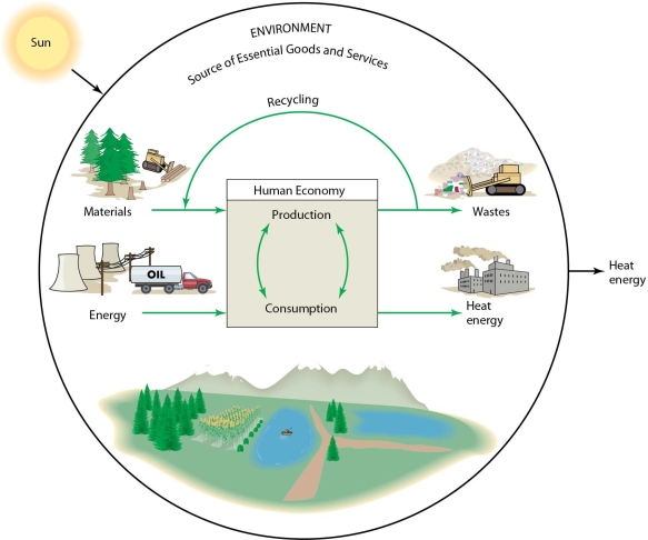   -In this figure,which of the following represents a potentially sustainable process? A) the transformation of oil into heat energy in a power plant B) the generation of wastes as a byproduct of human consumption C) the release of heat into the atmosphere D) the recycling of materials generated by human consumption