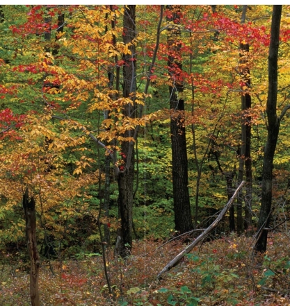   -This image represents a good example of a A) biotic community. B) species. C) biome. D) landscape.