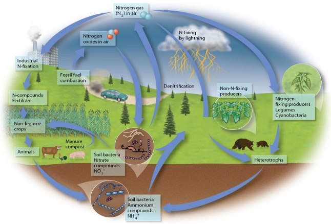   -Natural modes of nitrogen fixation are A) various industrial processes of making fertilizers. B) fossil fuel combustion. C) lightning and bacterial fixation in soils. D) denitrification and various industrial processes.