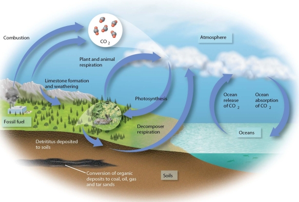   -Burning fossil fuels,cutting down large forests,and not replanting the areas with trees will A) increase atmospheric concentrations of carbon dioxide. B) decrease atmospheric concentrations of carbon dioxide. C) increase the geological production of fossil fuels. D) increase levels of nitrification and reduce acid rain.