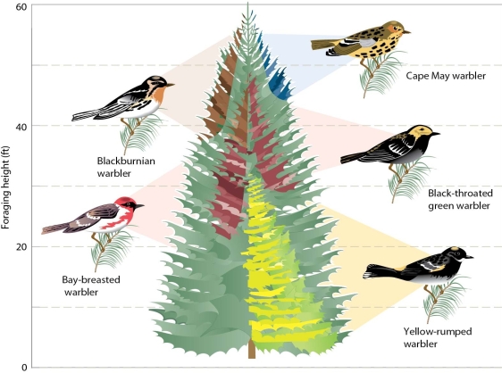 <strong>  The separate feeding locations of these five warbler species on different portions of the same tree illustrates</strong> A)biotic transformation. B)competitive exclusion. C)resource partitioning. D)top-down population regulation. <div style=padding-top: 35px> 