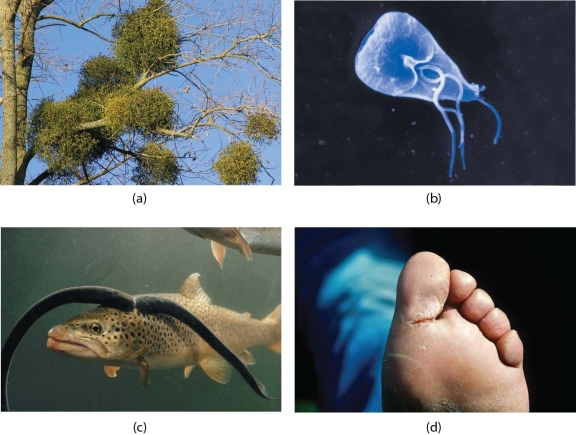 <strong>  These photos all illustrate examples of</strong> A)parasitism. B)commensalism. C)amensalism. D)mutualism. <div style=padding-top: 35px> 