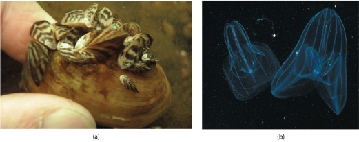   -The species shown in photo (a) has A) become invasive and threatens the species in photo (b) . B) become naturalized and lives in equilibrium with the species in photo (B) . C) evolved in the last 10,000 years and is now being threatened by the species in photo (b) . D) a very small population and is the primary food of the animal in photo (b) .
