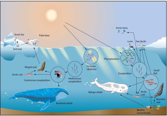<strong> Examine the food web described by this figure.What would happen if the population of zooplankton decreased suddenly by 80% and stayed low for several years?</strong> A)the arctic cod population would decrease B)the phytoplankton population would decrease C)the bearded seal population would increase D)the beluga whale population would increase