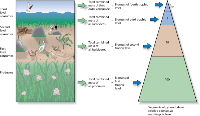 <strong> Which of the following animals in this figure would be expected to require the largest area per individual animal?</strong> A)rattlesnakes B)hawk C)rabbit D)coyote