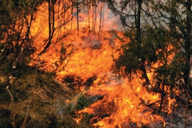 <strong> The type of forest fire in this photo</strong> A)makes crown fires more likely in the burned regions. B)significantly harms grasses and lodgepole pines in the burned regions. C)increases the frequency of scrub oaks and other broad-leaved species in the burned regions. D)promotes nutrient cycling in the burned regions.