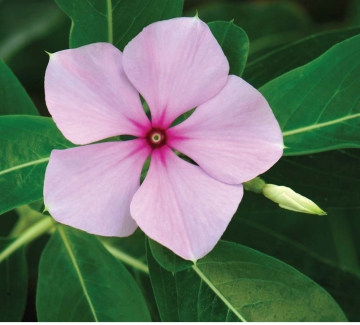   -This plant is the rosy periwinkle,which produces chemicals that are important in the treatment of several types of cancer.This medically significant plant represents the potential of A) bioengineering. B) genetic therapy. C) the fields of bioinformatics and agriculture D) the fields of ethnobotany and bioprospecting