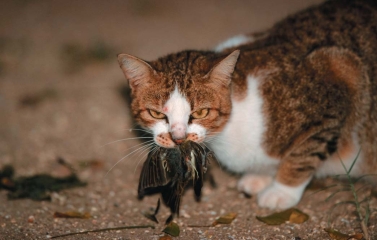   -Domestic and feral house cats in the United States A) are a keystone species,controlling potentially huge populations of rodents. B) provide the necessary population control for pigeons,starlings and cowbirds. C) kill more than a billion small mammals and birds annually. D) spread viral infections to native carnivores.