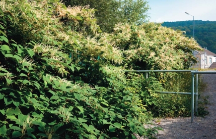   -Japanese knotweed A) began as an invasive exotic but has become an excellent forage plant for cattle. B) was originally imported as an attractive horticultural species but has become invasive in North America and Europe. C) was named the official flower of the 2012 Olympics in England. D) is invasive,but fortunately can only propagate by seeds.