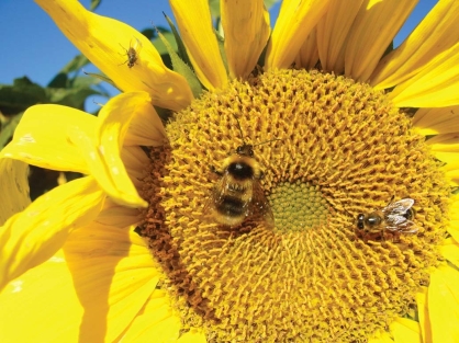   -The Great Sunflower Project A) has the goal of restoring native sunflowers to areas in the Midwest where they are now extinct. B) invites local citizens to observe and document pollinators which are in decline. C) is attempting to preserve flower species by inserting into them genes from other species. D) is the basis of a large organic agriculture project involving flowers with edible seeds.