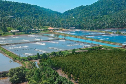 <strong> The Thailand shrimp farm in this photo was built in a mangrove wetland.Overall,the ecosystem capital in this particular region has</strong> A)increased because of the investment in this shrimp industry. B)increased because the shrimp farm decreases the need to harvest wild populations of shrimp. C)decreased because the value of the shrimp farm is less than 10% of the value of services provided by the intact mangrove wetland. D)decreased because on average,the shrimp farm only provides more valuable services than the original wetland for 50 years.