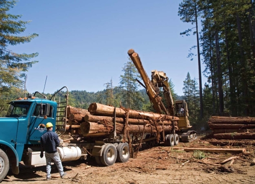 <strong> This photograph illustrates</strong> A)the consumptive use of a natural resource. B)the productive use of a natural resource. C)the maximum sustainable yield of a resource. D)the carrying capacity of a population.
