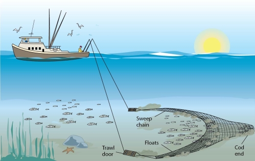 <strong> The fishing method in this figure</strong> A)is an effective way to prevent overharvesting of commercial species. B)reveals a design that is intended to limit bycatch. C)results in environmental degradation similar to clear-cutting a forest. D)assures below TAC levels in compliance with the Magnuson Act.
