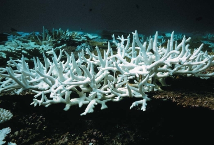 <strong> The light color of the dying coral in this photo is most likely the result of</strong> A)increased levels of sunlight. B)increased ocean temperatures. C)increased pH of the ocean. D)shifts in ocean currents.