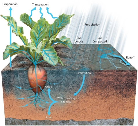   -The movement of the water through this plant involves A) transpiration and stomata in the leaves. B) transpiration and stomata in the roots. C) infiltration and high soil fertility. D) infiltration and photosynthesis in the leaves.