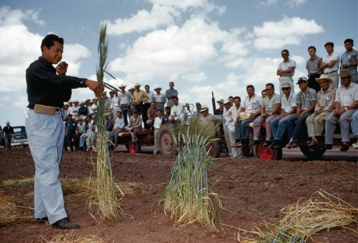   -The Green Revolution continues today,and A) subsistence farmers increasingly rely on sustainable agricultural methods. B) the harvest of shade grown coffee and rain forest nuts and fruits has been abandoned. C) the global amount of land used to raise crops continues to decline. D) high-yield varieties need expensive fertilizer,pesticides and irrigation;and ecosystem services have been lost.