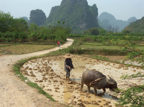   -The method of farming illustrated in this photograph best represents A) the Industrial Revolution. B) the Green Revolution. C) subsistence farming. D) a rare form of agriculture.
