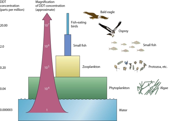   -In the processes of biomagnification and bioaccumulation described in the figure, A) the pesticide has to be non-biodegradable (persistent) for the processes to occur. B) the greatest levels of mortality are in the producers and first level consumers. C) the concentrations may not be fatal if the top consumers are very small. D) consumers at the top of the food chain will develop rapid pesticide resistance.