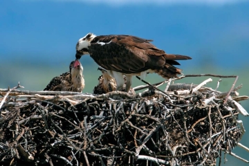 <strong> The bird in this figure is a fish-eating osprey with its chicks.What commonly used pesticide nearly caused the extinction of this and other large predatory bird species in the 1970s?</strong> A)malathion B)Round Up C)DDT D)pyrethroids