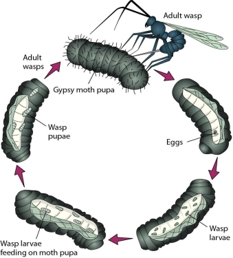 <strong> The parasitic relationship illustrated in this figure represents a type of</strong> A)cultural control. B)natural enemies control. C)genetic control. D)natural chemical control.