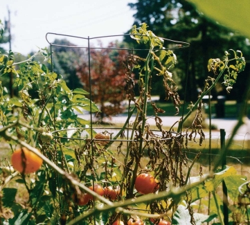 <strong> The sick tomato plant in this figure is devastated by tomato wilt,a type of fungus that infects the soil with spores and returns every year to attack more tomato plants.One effective way to combat this fungus using ecological/cultural pest control is to</strong> A)keep dead tomato plants from the prior year around to try to divert the fungus to the dead plants. B)spray a broad-spectrum insecticide over your garden before and after the crops come up. C)plant something other than tomatoes in this part of the garden next year. D)rake the soil before planting next year's tomatoes.