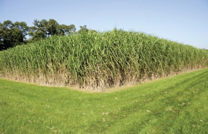   -This is a photo of a hardy perennial grass that can be grown just to produce ethanol to replace some of the gasoline used to fuel automobiles.Unlike using corn grains to produce ethanol,the use of this grass to produce ethanol requires A) more fossil fuels than it currently saves. B) additional fertilizers and irrigation. C) prime soil that would otherwise be used to grow food crops. D) enzymes that break down cellulose to produce sugars.