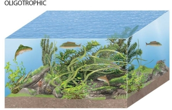   -The water conditions indicated in this figure reveal a body of water that most likely has A) high levels of nutrients and high levels of oxygen. B) low levels of nutrients and low levels of oxygen. C) high levels of nutrients and low levels of oxygen. D) low levels of nutrients and high levels of oxygen.
