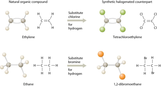 <strong> The two natural organic compounds on the left (ethylene and ethane)have been chemically converted into</strong> A)halogenated hydrocarbons. B)radioactive isotopes. C)heavy metal insecticide. D)biodegradable and non-toxic herbicides.